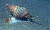 marine snail