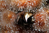 acorn barnacle